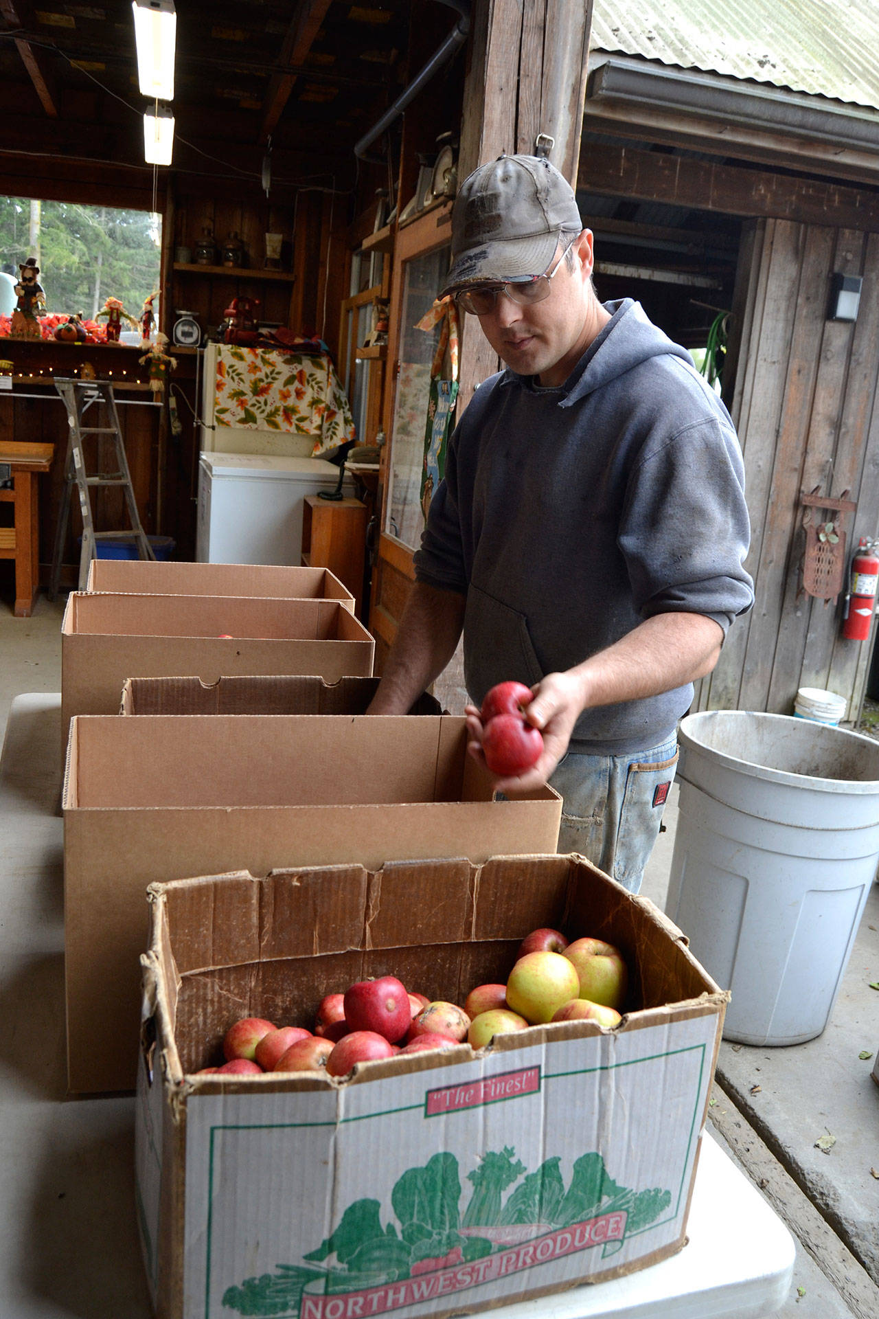 Graeme Johnson looks for the best Gravenstein apples for cider at Lazy J Tree Farm. He and other crew members make cider typically on rainy days, and it’s available year-round from the farm, including at the Clallam County Farm Tour on Sept. 29. Sequim Gazette photo by Matthew Nash