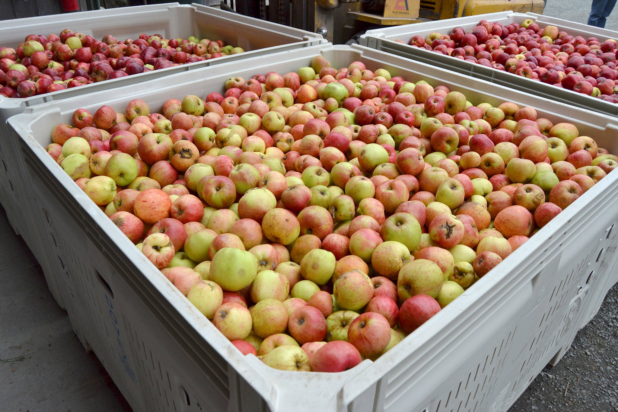 It’s apple season in Clallam County as crew members ready to prepare thousands of pounds of produce for the fall. Sequim Gazette photo by Matthew Nash