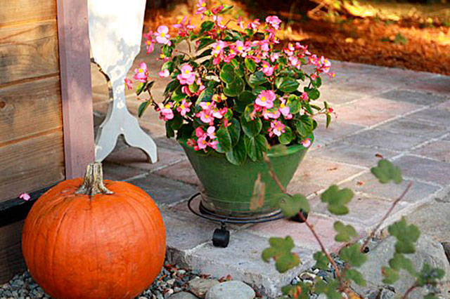 Get It Growing: Set your October gardening activities calendar