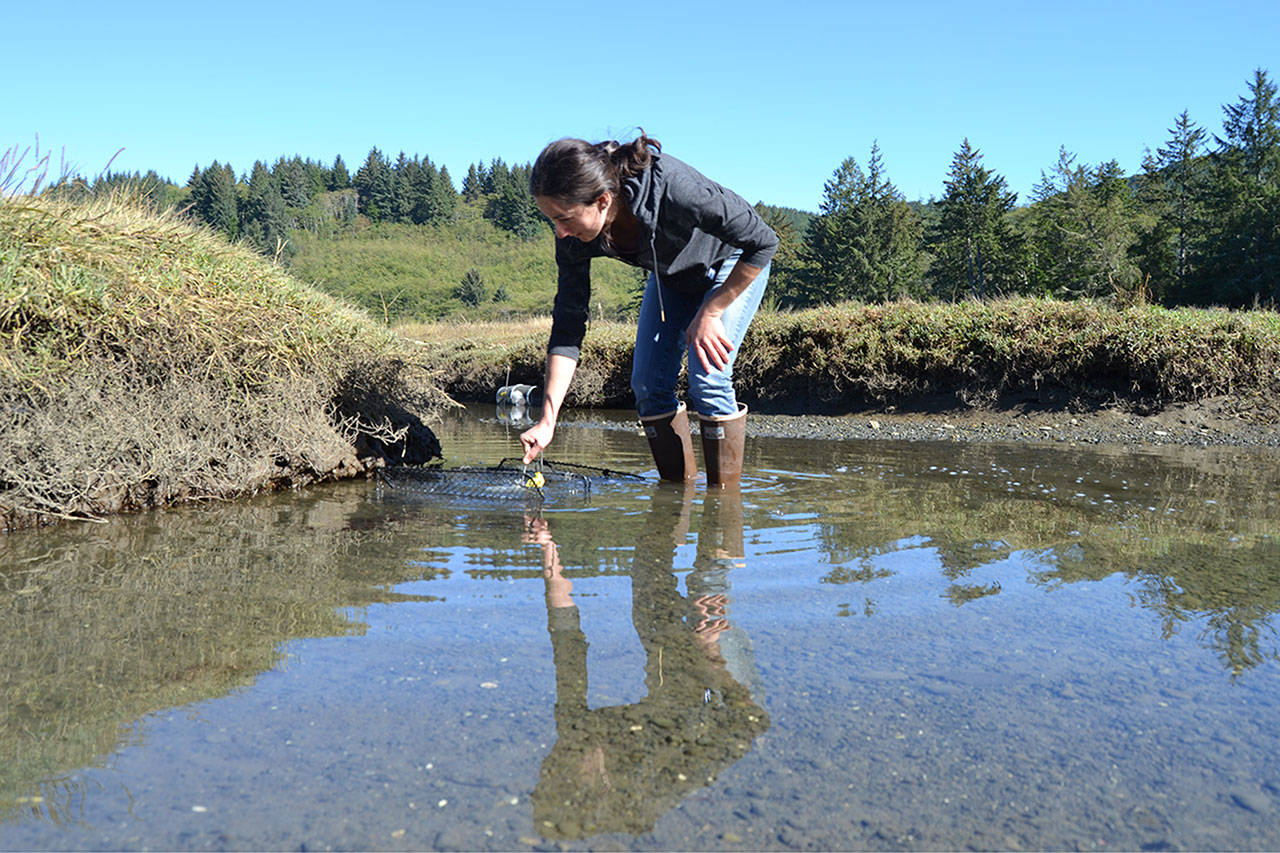 Adrianne Akmajian, marine ecologist with Makah Fisheries Management, inspects a trap in a canal near the Tsoo-Yess River in Neah Bay on Sept. 26. So far this season, she and other support staff and volunteers captured nearly 1,000 European green crab, an invasive species. Sequim Gazette photo by Matthew Nash