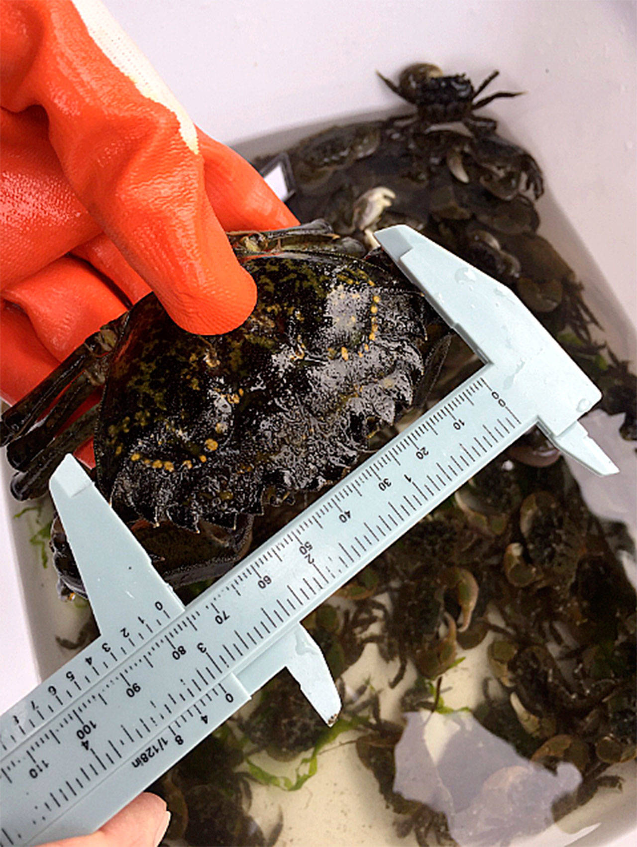 Jefferson County’s first European green crab was captured on Sept. 8 on Kala Point near Port Townsend. The male crab measured 77-millimeters and subsequent trapping nearby on Scow Bay between Indian and Marrowstone Islands recovered a second green crab. Photo by W. Feltham/C. Jones
