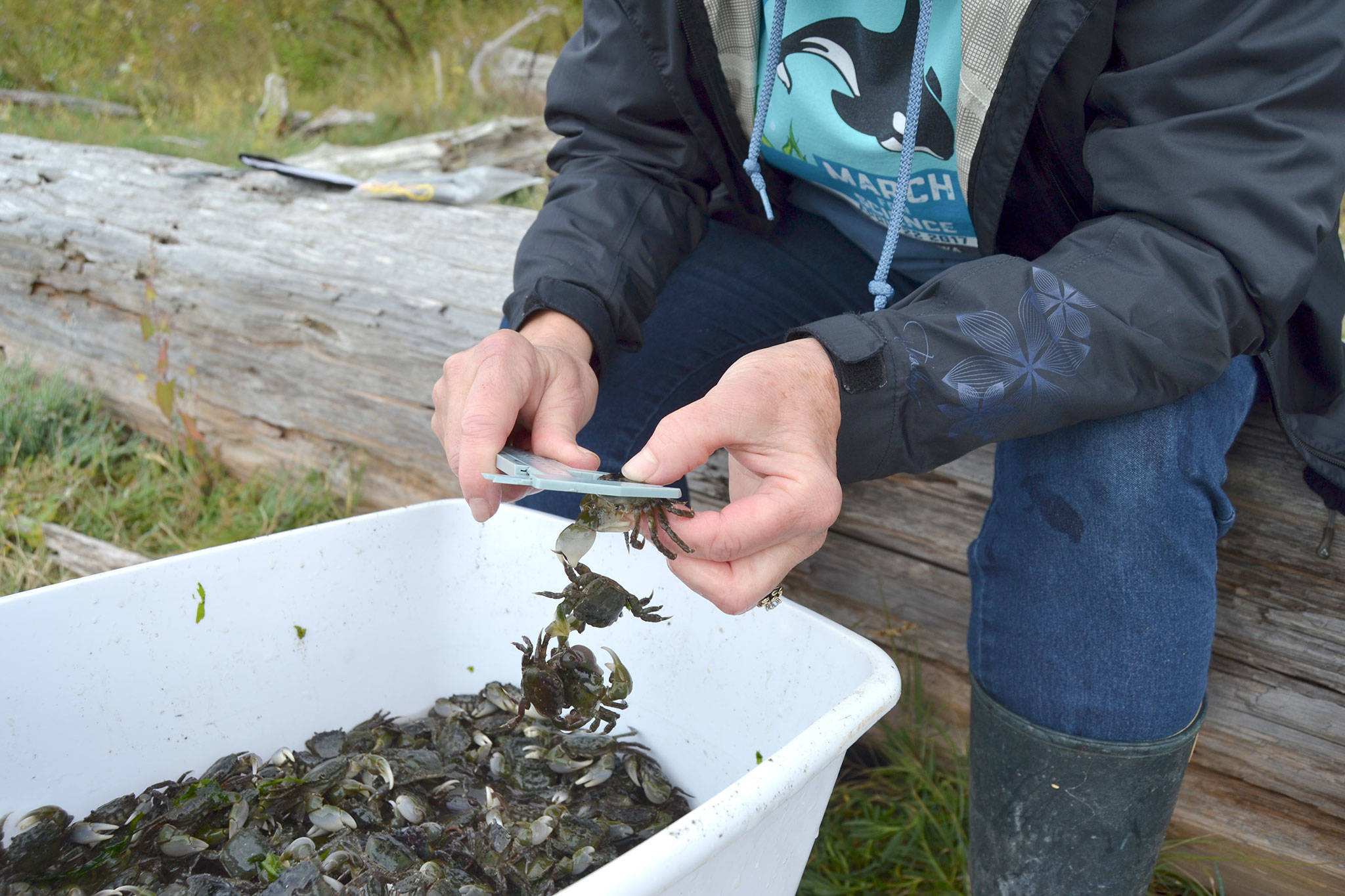 At Washington Sea Grant’s 54 early detection sites, such as Indian Island County Park, volunteers and various resource managers pull crab traps and sort and catalogue data on the crabs they find. Any European green crab are removed from the site with some used for genetic sampling for further research. Sequim Gazette photo by Matthew Nash