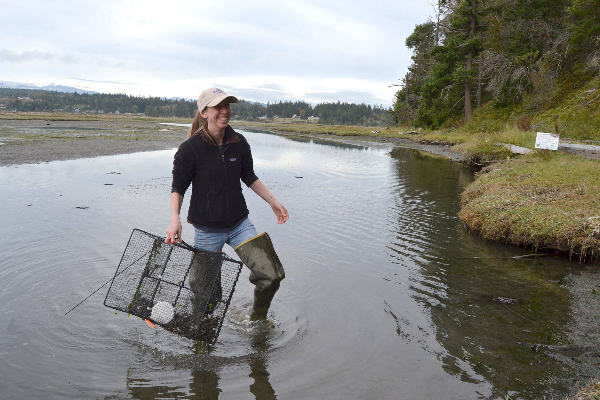 Dr. Emily Grason, Crab Team program manager and a marine ecologist, pulls a trap on Sept. 21 from waters near Indian Island County Park to check for European green crab. Two green crabs were found in Jefferson County for the first time in September. Sequim Gazette photo by Matthew Nash