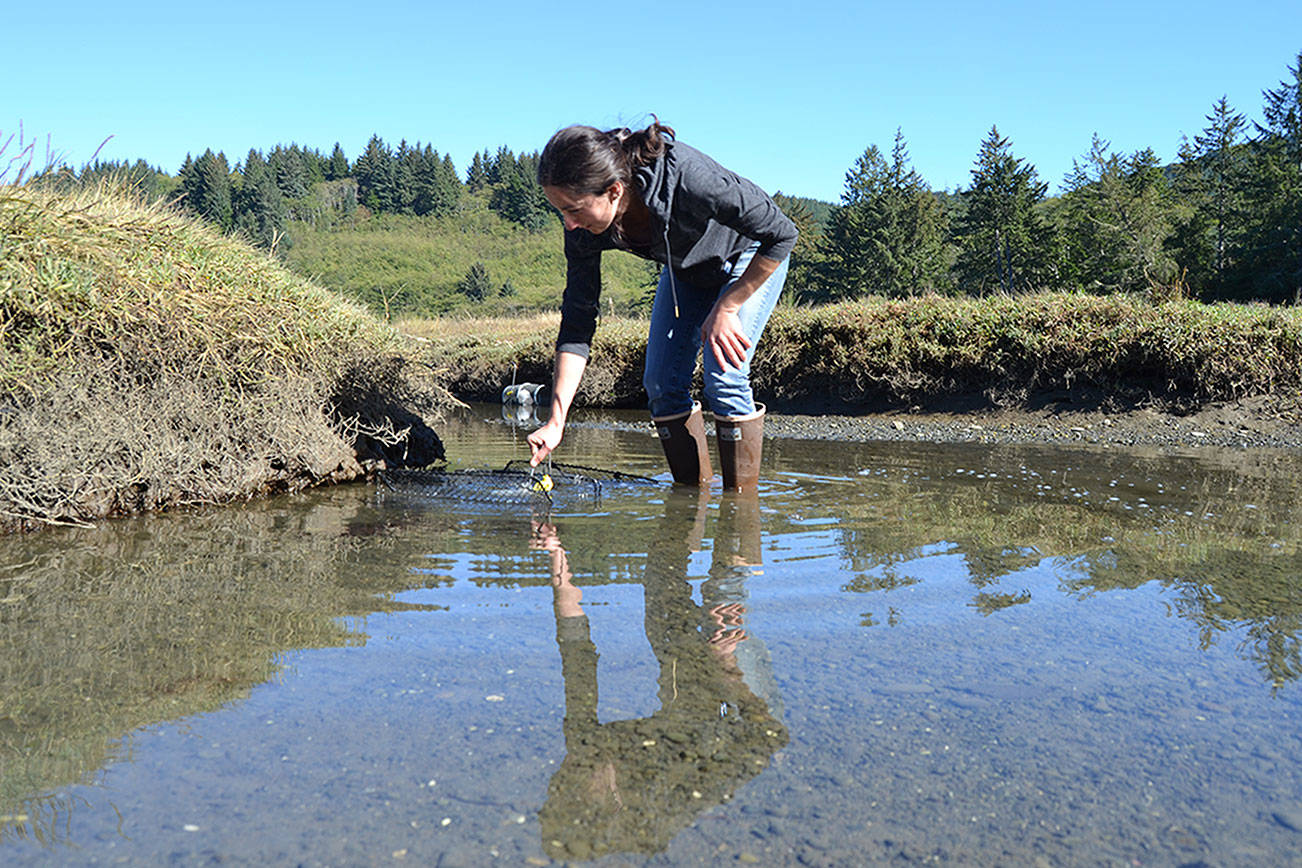 European green crab’s reach stretches across North Olympic Peninsula