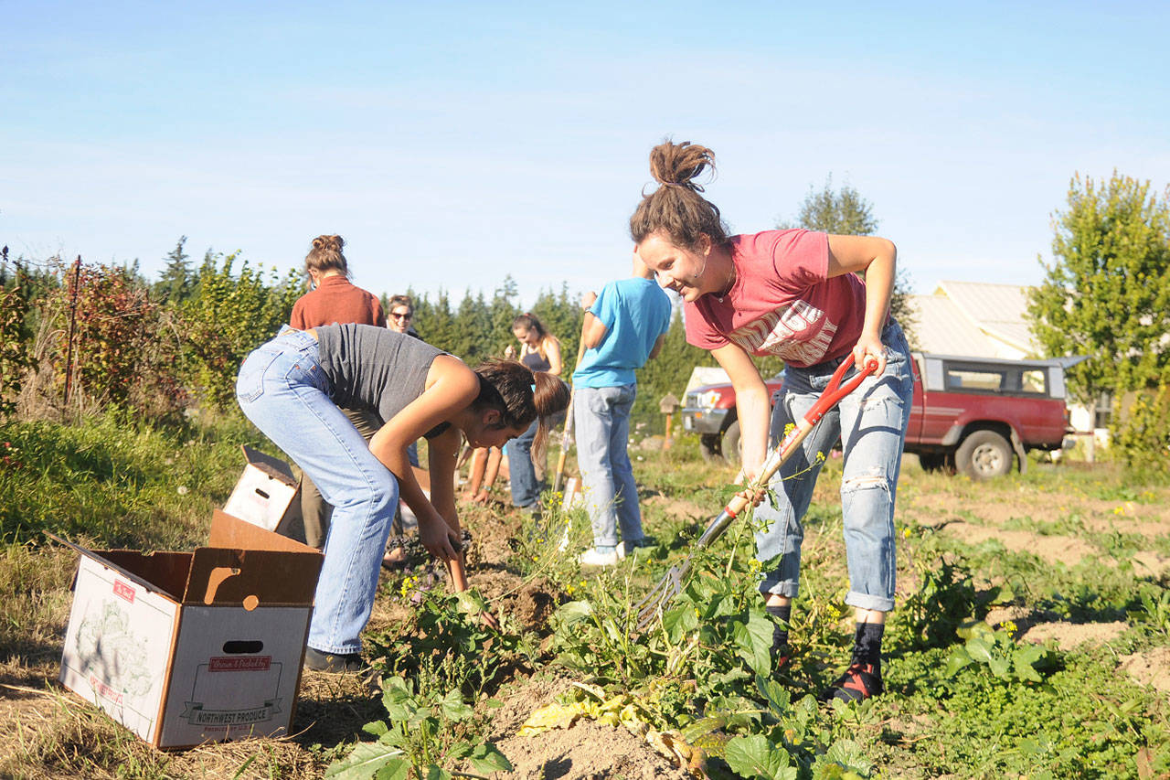 Sequim High School Interact Club students dig up potatoes at Chi’s Farm in September. Sequim Gazette photo by Michael Dashiell