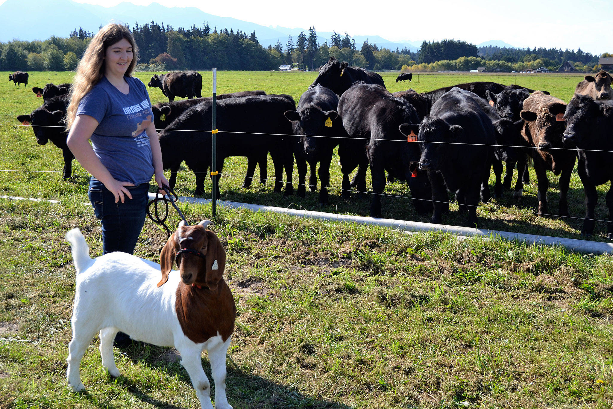 Jill Adolphsen, 13, of 4H Rascals, brings Willow the goat over to meet some cattle during the Clallam County Farm Tour at Finn Hall Farm.