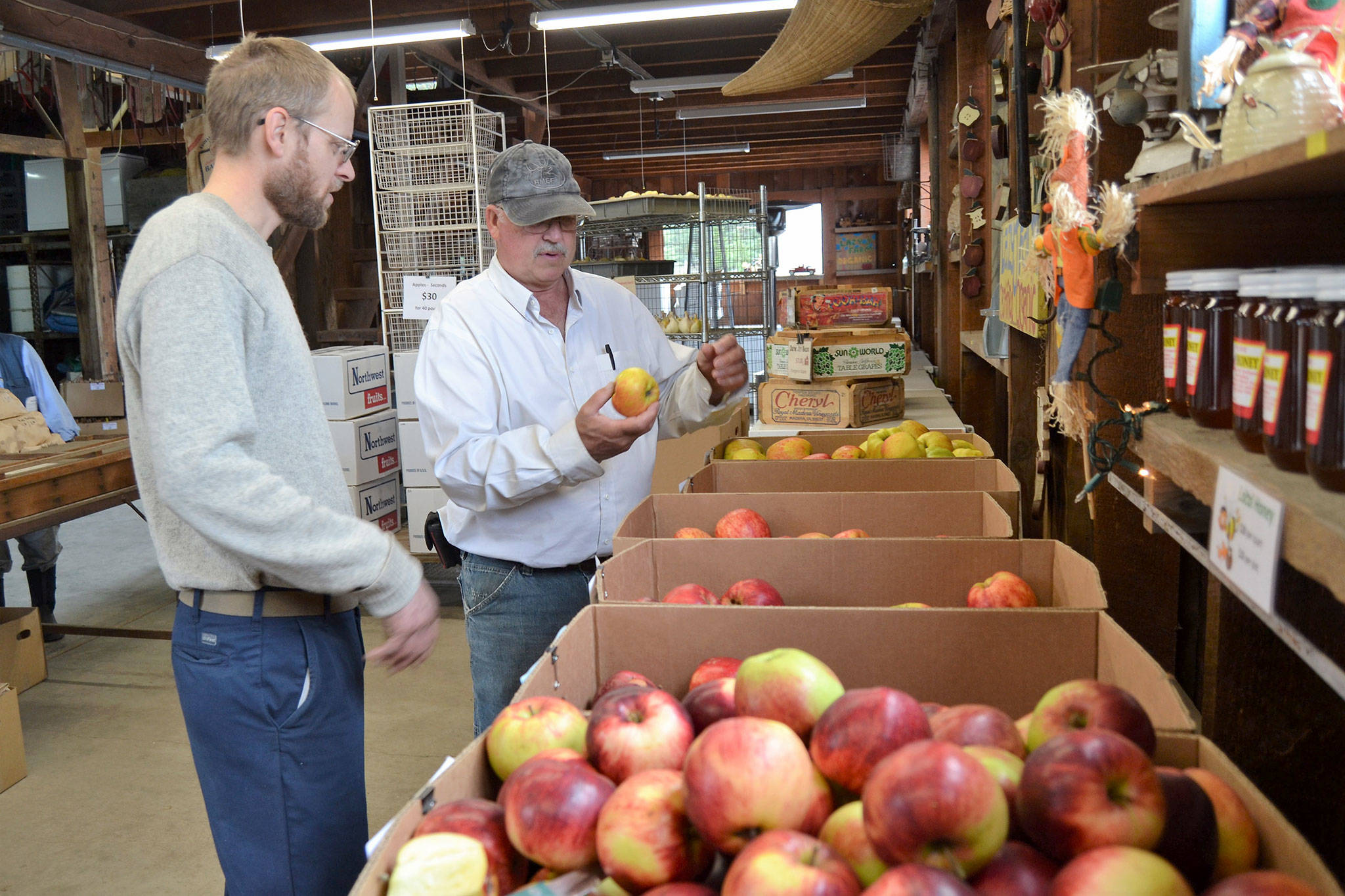 Steve Johnson, co-owner of Lazy J Tree Farm, on right talks apples with his neighbor Sven Bailey during the Clallam County Farm Tour. Sequim Gazette photo by Matthew Nash