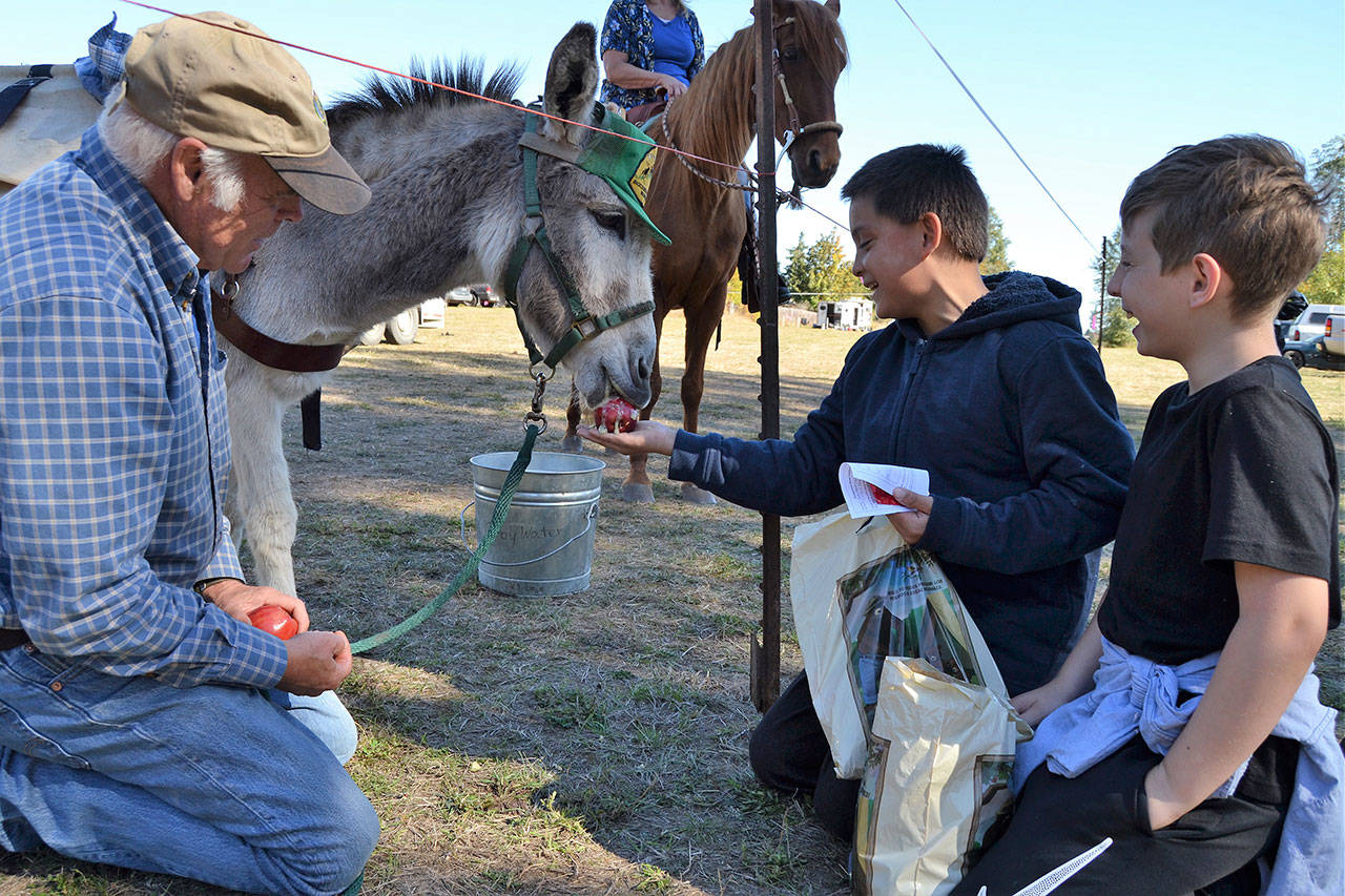 Murphy the donkey enjoys an apple from Jesse Nash, 10, at the Dungeness River Festival on Sept. 28, as Tony Sample, Murphy’s owner with the Back Country Horsemen – Peninsula Chapter, and Wyatt Manley, 10, look on. Sequim Gazette photo by Matthew Nash