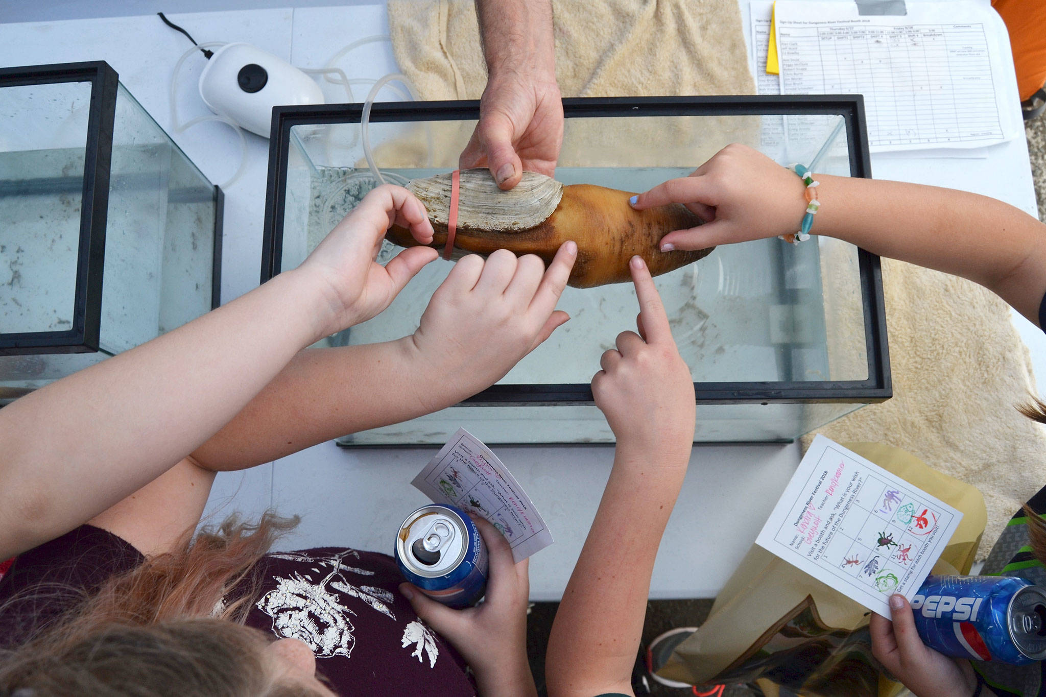 A group from Greywolf touch a geoduck at the Clallam County Marine Resource Committee’s booth. Sequim Gazette photo by Matthew Nash