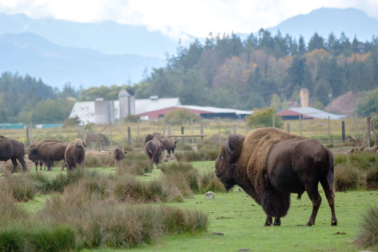 Bison stand in a field a the Olympic Game Farm on Tuesday. The Animal Legal Defense Fund announced its intent to sue Olympic Game Farm, alleging that it is violating the Endangered Species Act. (Jesse MajorPeninsula Daily News)