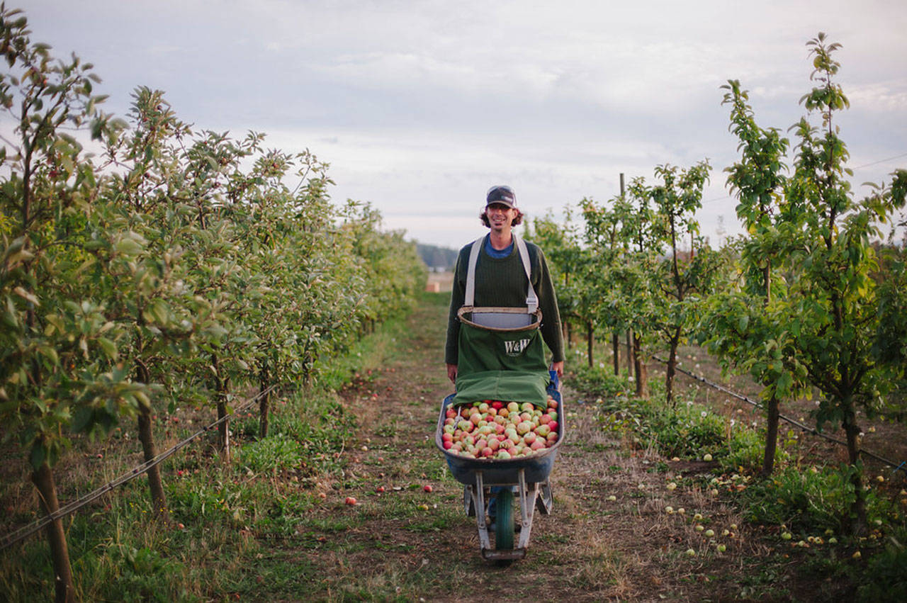 Get into the spirits with Olympic Peninsula Harvest Wine & Cider Tour
