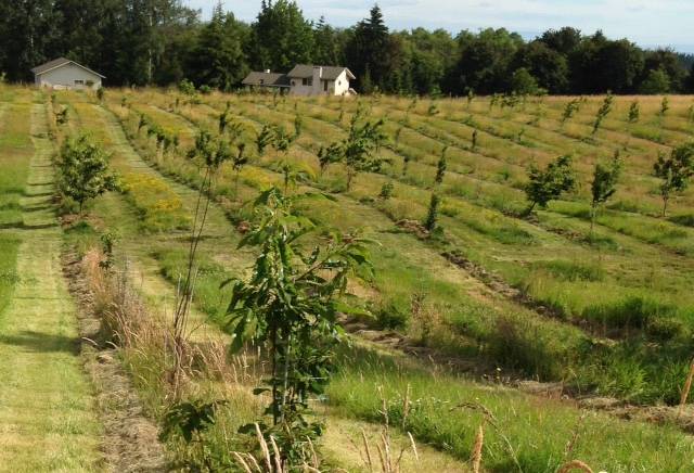 Dungeness Chestnut’s 5-acre orchard off of Atterberry Road saw its first crop this October. Submitted photo