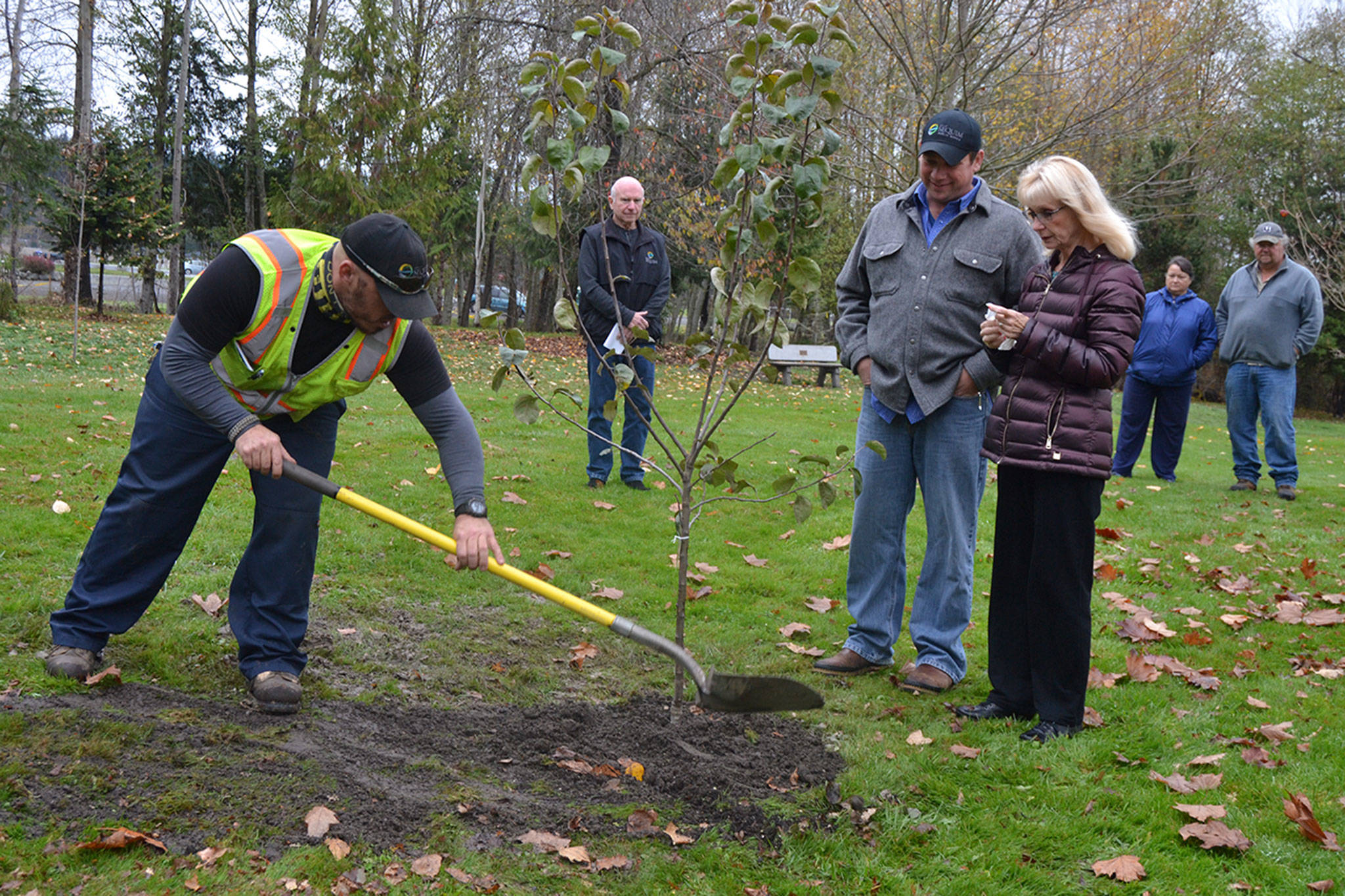 Steve DeAlba finishes planting a new apple tree in honor of the late Mike Brandt, retired public works operations manager for the City of Sequim, as his wife Patti Brandt, Ty Brown, current operations manager, and Mayor Dennis Smith (he’s standing in the center) watch on Nov. 16 in Carrie Blake Community Park. Sequim Gazette photo by Matthew Nash
