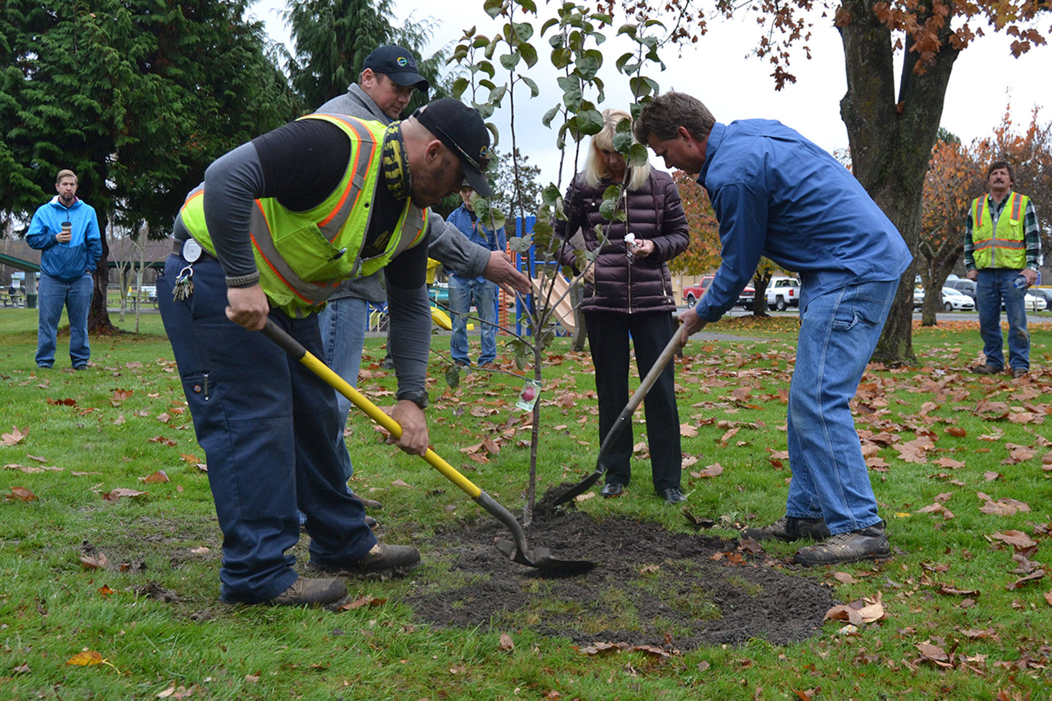 Steve DeAlba, Ty Brown and Gary Butler finish planting an apple tree in honor of Patti Brandt’s husband Mike, who retired from the City of Sequim a few years ago and passed away in September. City staff honored Brandt as part of the city’s Arbor Day celebration. Sequim Gazette photo by Matthew Nash