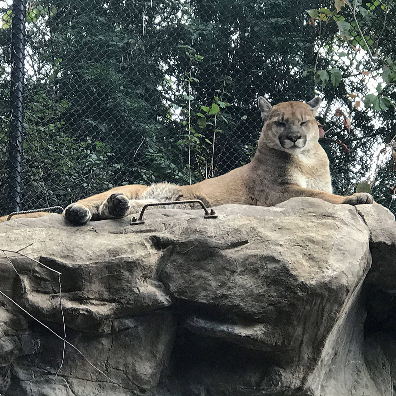 Sequim, a cougar rescued from Joyce, is looking healthy and beautiful in the Minnesota Zoo, says Sequim resident Arline Dailey. She made a special trip during a family visit to see the cougar who was rescued in October 2016. Photo courtesy of Arline Dailey
