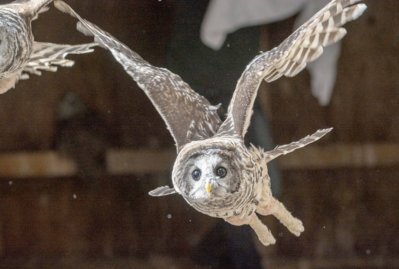 A barred owl takes flight at the Northwest Raptor and Wildlife Center. Photo by Jesse Major/Peninsula Daily News