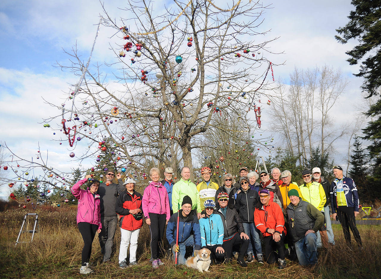 As per tradition, local bicyclists bring a bit of holiday cheer by decorating a tree on the east end of Sequim near the Simdars Road/US Highway 101 interchange Wednesday morning, Nov. 28. Sequim Gazette photo by Michael Dashiell