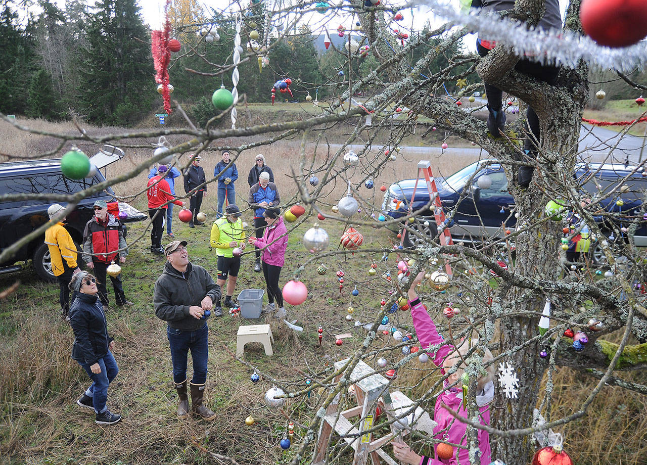 Festive cheer in Sequim … out on a limb