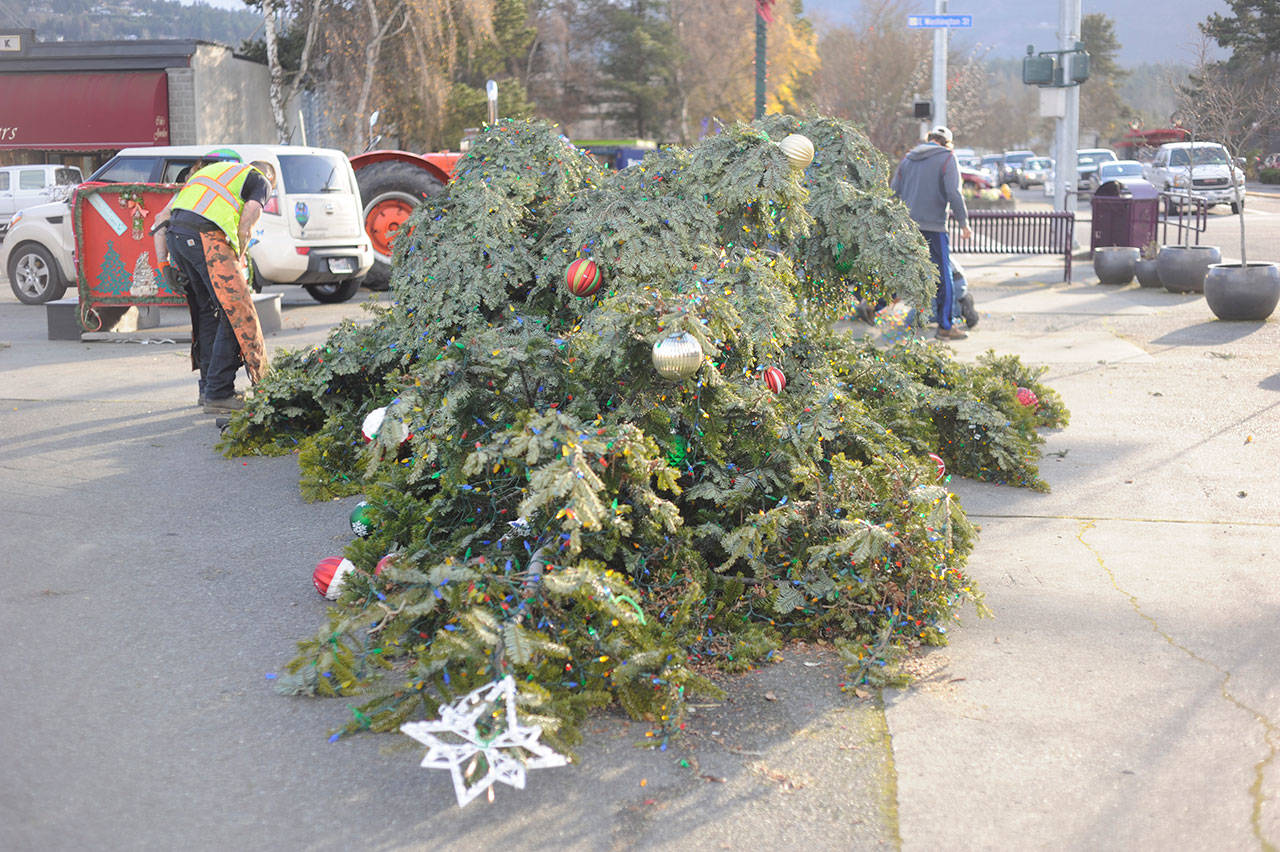 Winds toppled the Christmas tree at the northeast corner of Washington Street and Sequim Avenue on Dec. 14. City of Sequim crews said due to damage, they removed seven feet of height from the tree before re-positioning it. Sequim Gazette photo by Michael Dashiell