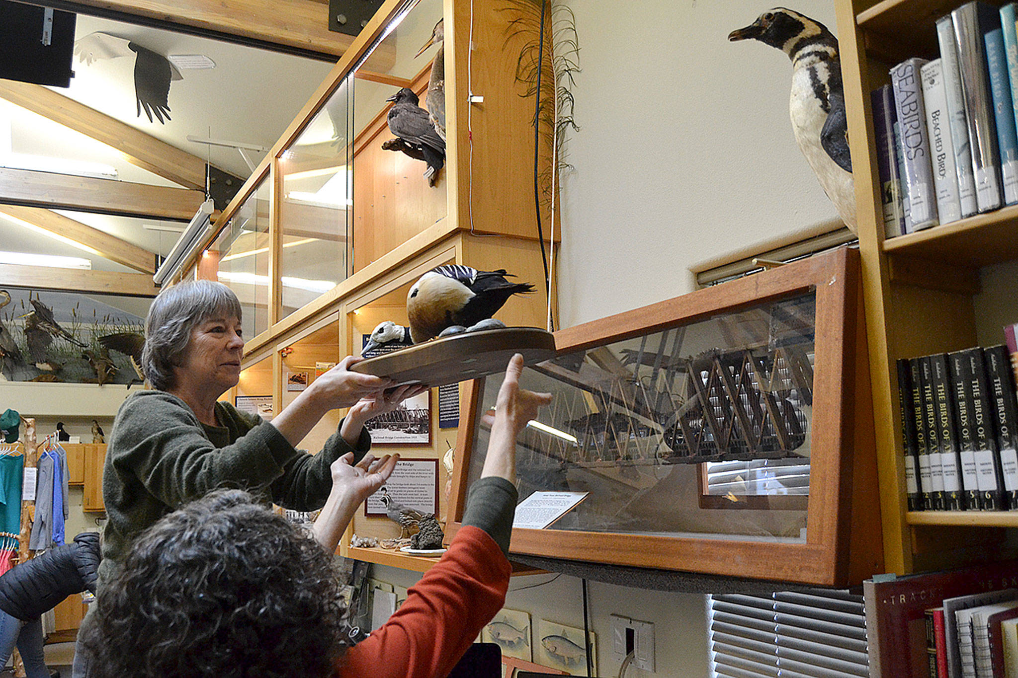 Darcy McNamara, a Dungeness River Audubon Center board member, and Sharon Travers, a center volunteer, help each other take one of many birds down on Jan. 24 to seal up and freeze. McNamara and her friend Terri Tyler of Sequim discovered drugstore beetles on Jan. 23 in the center that could harm its taxidermy collection.