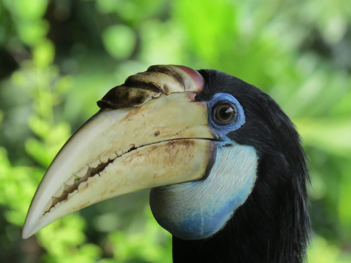 Papua New Guinea — Land of the Unexpected Sequim Gazette