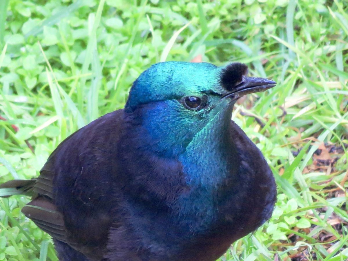 Papua New Guinea — Land of the Unexpected Sequim Gazette