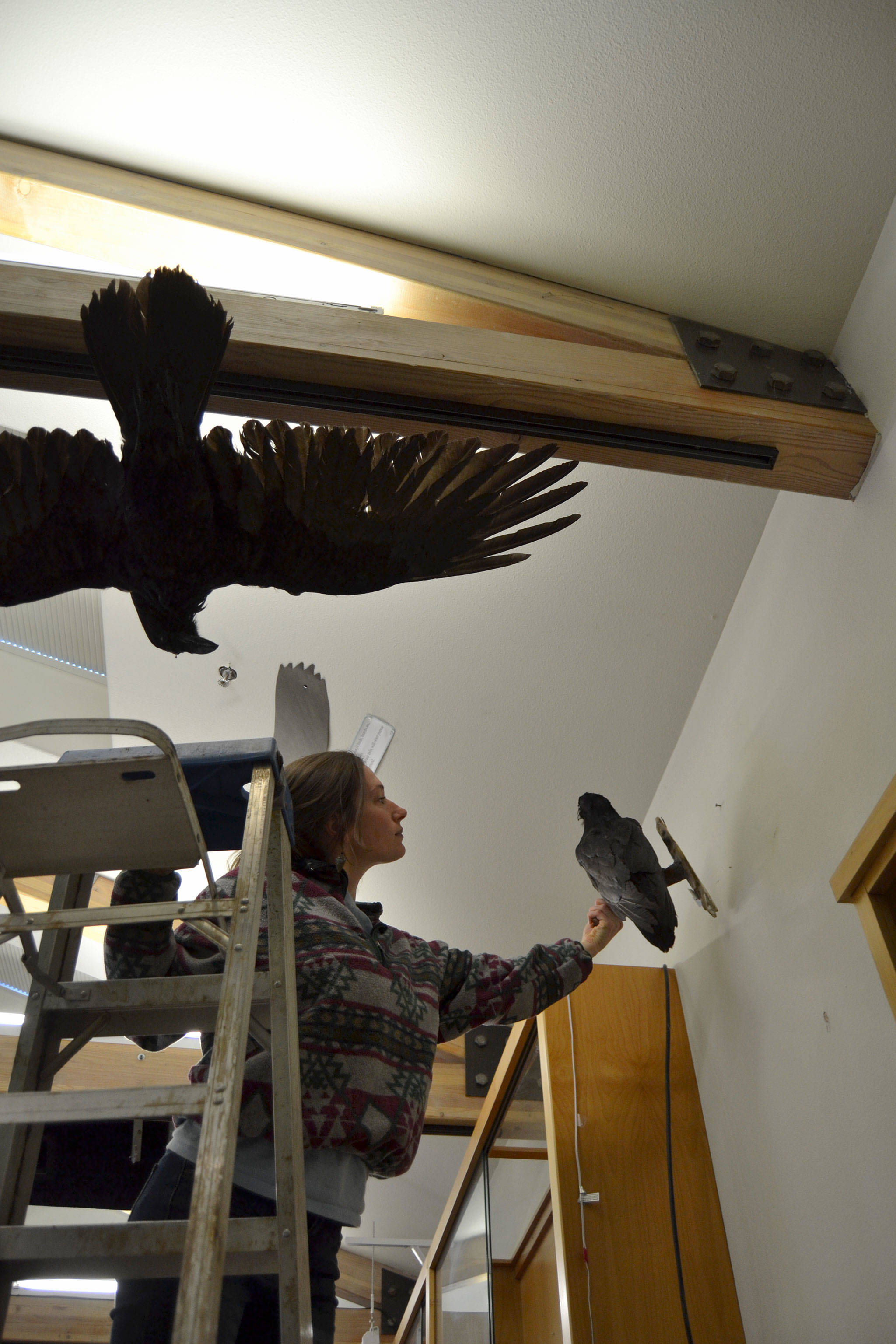 Jenna Ziogas, education coordinator for the Dungeness River Audubon Center, hangs another raven on Tuesday morning. These were two of 700 mounts frozen to prevent spreading of drugstore beetles. Sequim Gazette photo by Matthew Nash