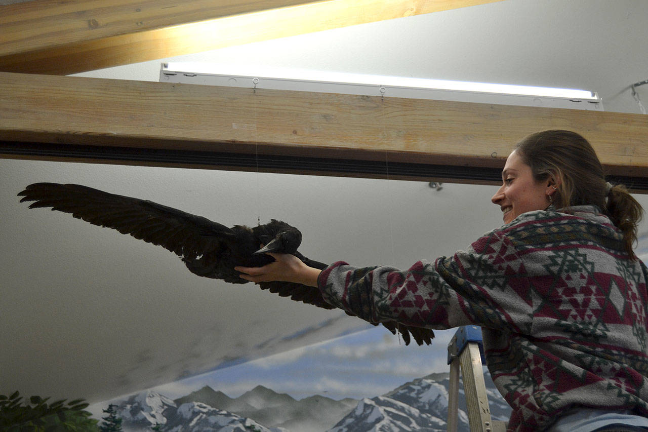 Jenna Ziogas, education coordinator for the Dungeness River Audubon Center, hangs a raven as the first bird to go back up after a deep cleaning on Tuesday morning. The center closed on Feb. 24 after drugstore beetles were found and center staff opted to clean the center and freeze 700 mounts to prevent an infestation. Sequim Gazette photo by Matthew Nash