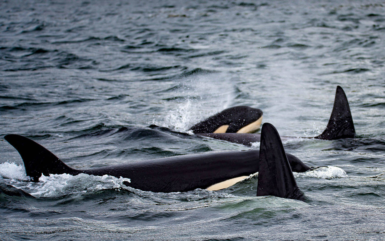 CORRECTED: Lawmakers propose new watercraft restrictions to save southern resident orcas