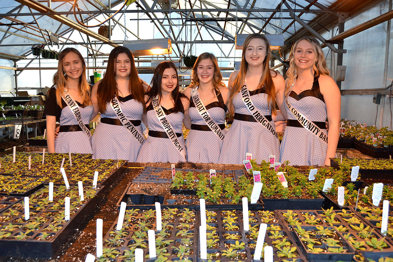 This year’s Sequim Irrigation Festival royalty candidates, from left, Erin Rosengren, Ana Benitez, Kjirstin Foresman, Emily Silva, Brianna Cowan and Shelby Wells find some warmth inside the Sequim High School greenhouses leading up to their March 14th Scholarship Pageant after snow postponed their show in February. Four of the girls will be chosen to represent Sequim for the next year. See A-4. Sequim Gazette photo by Matthew Nash