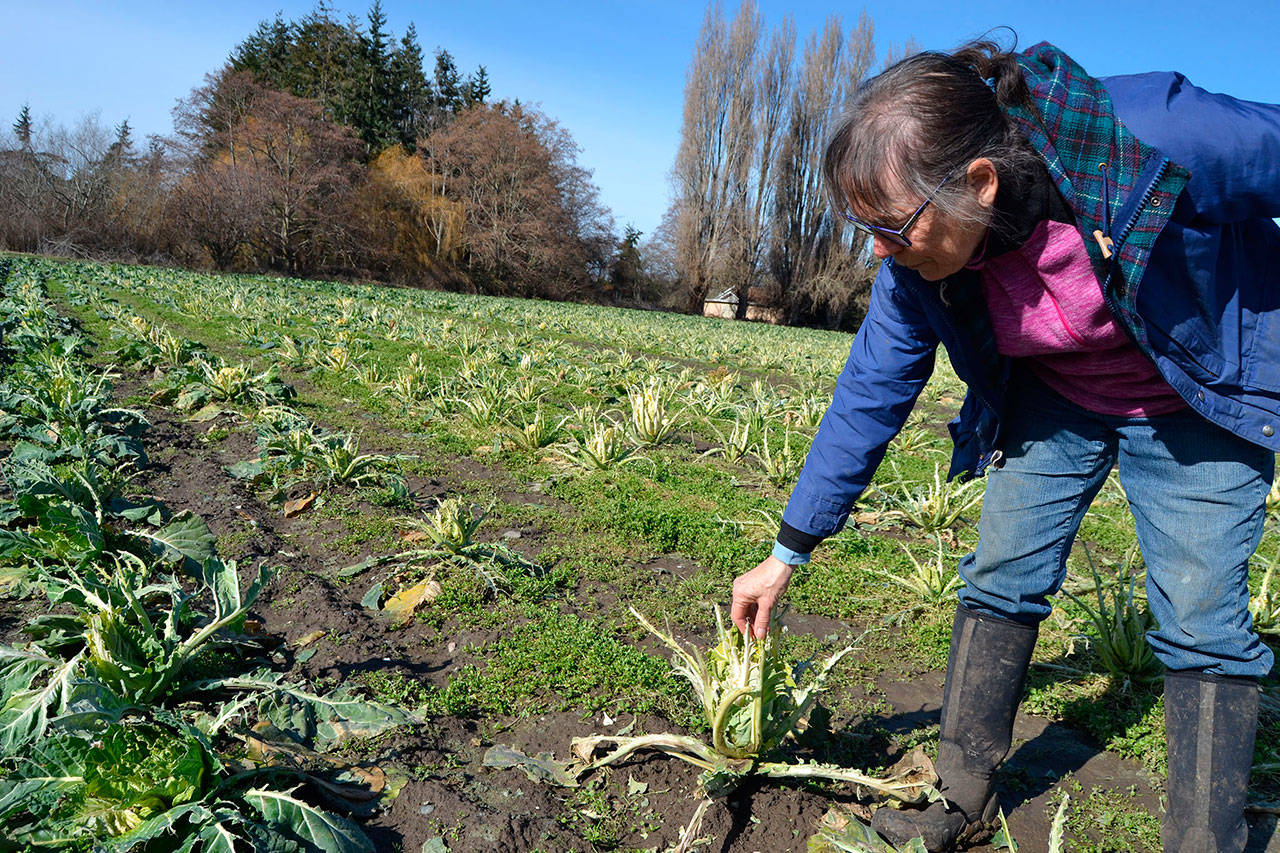 After migrating birds ate 10 acres of broccoli, cauliflower and kale in February, Patty McManus-Huber, promotions coordinator for Nash’s Organic Produce, started an online gofundme account to help offset some of their losses expected this spring. They’ve set a $20,000 goal. Sequim Gazette file photo by Matthew Nash