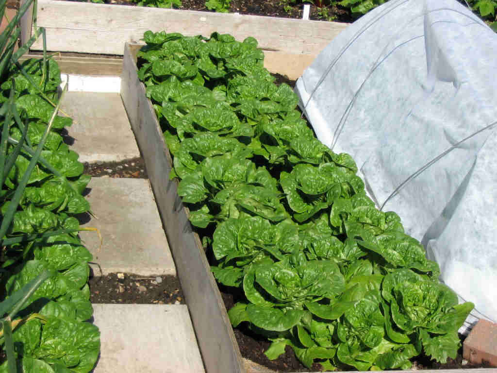 Closely-spaced lettuce plants increase the yield from this raised-bed garden. Photo courtesy of Clallam County Master Gardeners