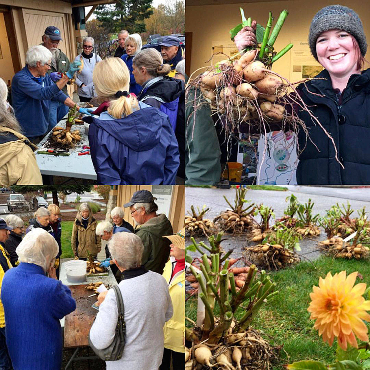 Lee Bowen leads a “Work to Learn” party at the Sequim Botanical Garden Society’s Terrace Garden in Sequim on April 27. Photos courtesy of Sequim Botanical Garden Society