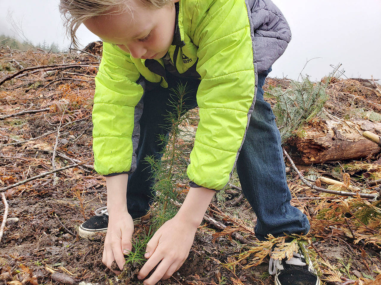 Phineas Tippets, a second-grader at Greywolf Elementary School, plants a tree on state land near Fish Hatchery Road on April 18. Photo by Ryan Tippets/Washington State Department of Natural Resources