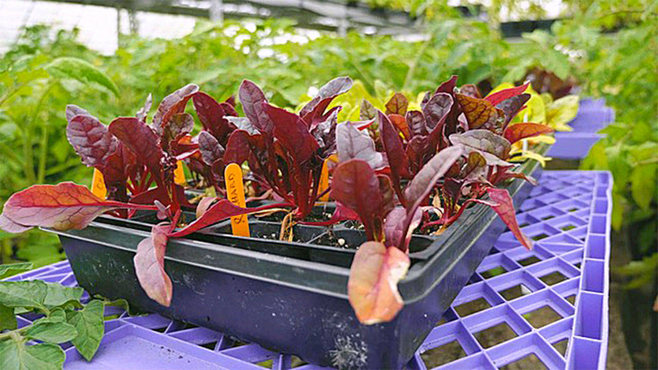 Red lettuce starts. Photo courtesy of Sequim Farmers Market