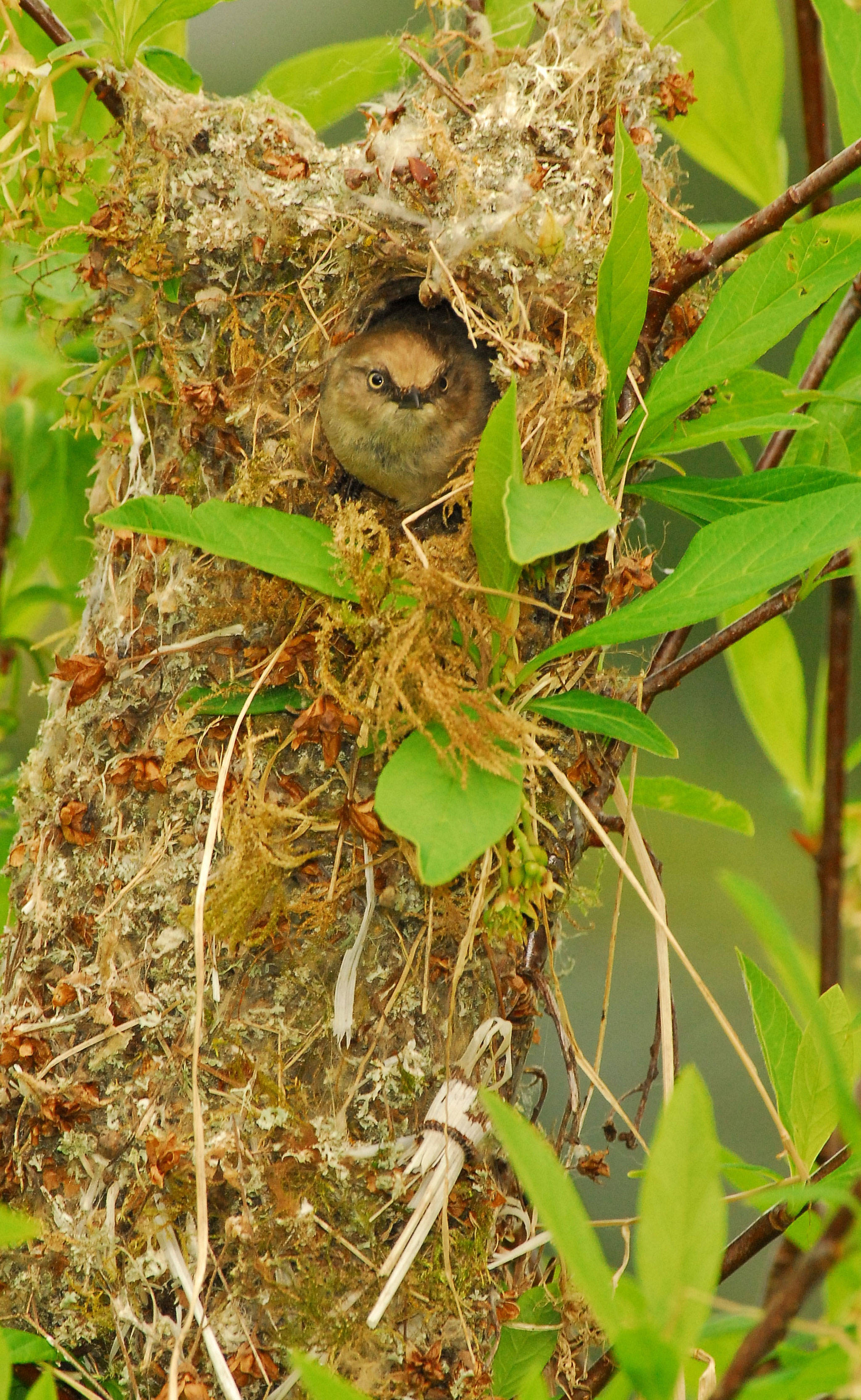 Todd Katke’s “Bushtit Nest” won first in the Olympic Peninsula BirdFest Photo Contest. He snapped the photo of a female Bushtit on April 12 at the Dungeness Dike area. Photo courtesy of Olympic Peninsula BirdFest