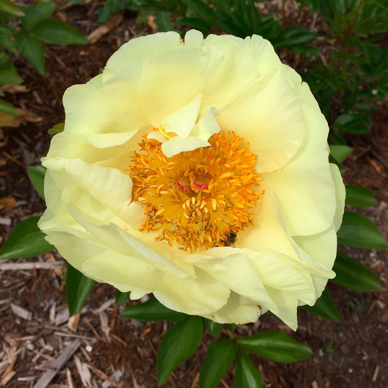 A butter yellow peony. Photo by Renne Emiko Brock