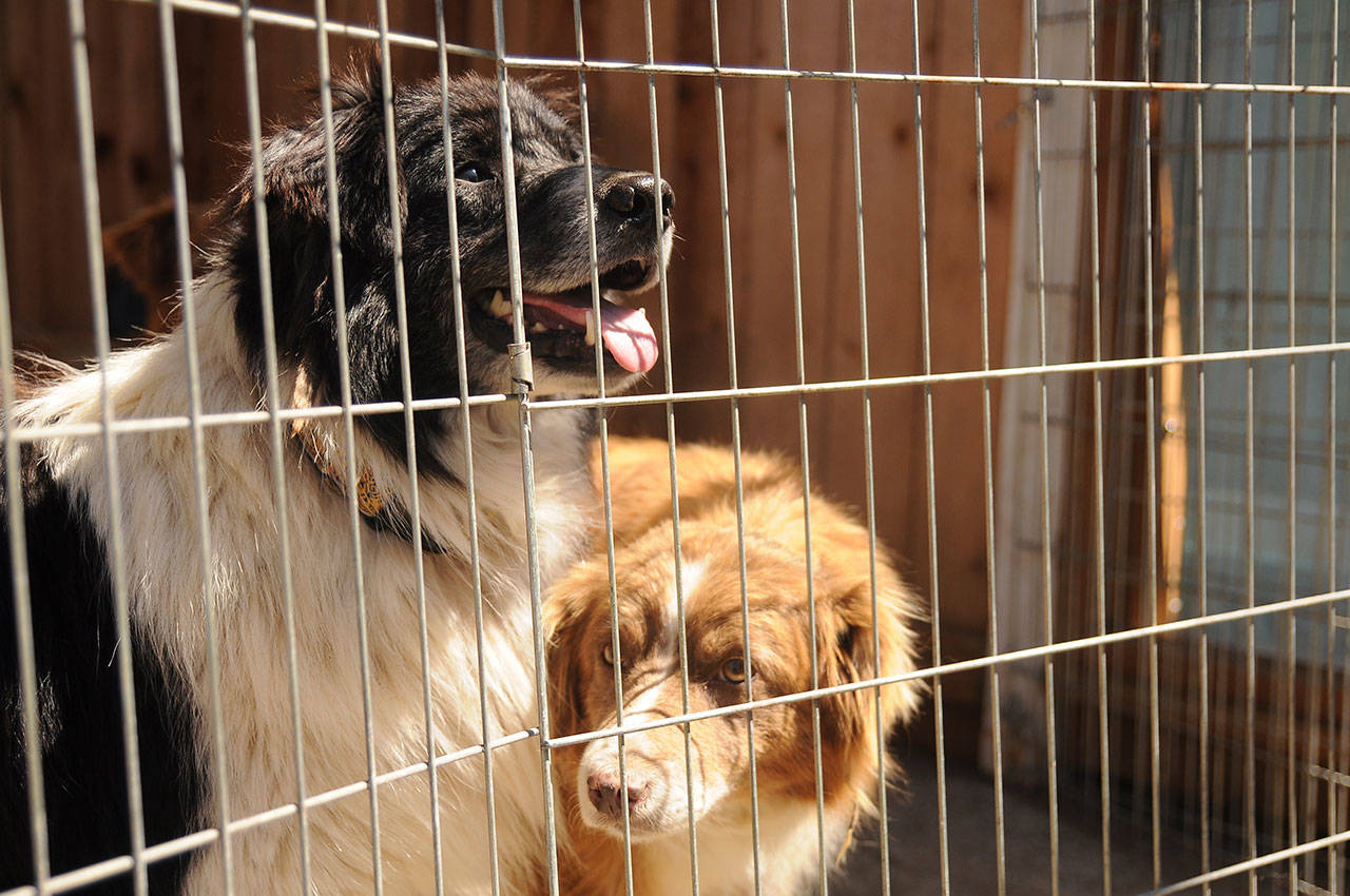 Two of 29 dogs rescued from an Agnew residence explore their new surroundings at Welfare for Animals Guild’s Half Way Home Ranch off Old Olympic Highway last week. Sequim Gazette photo by Michael Dashiell