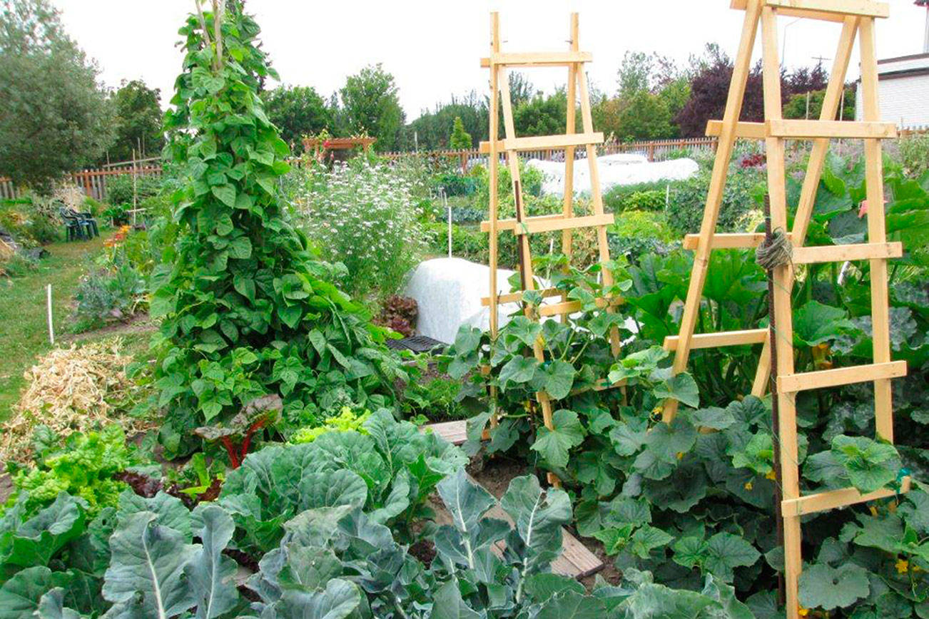 Get It Growing: Growing your vegetable garden up, not out
