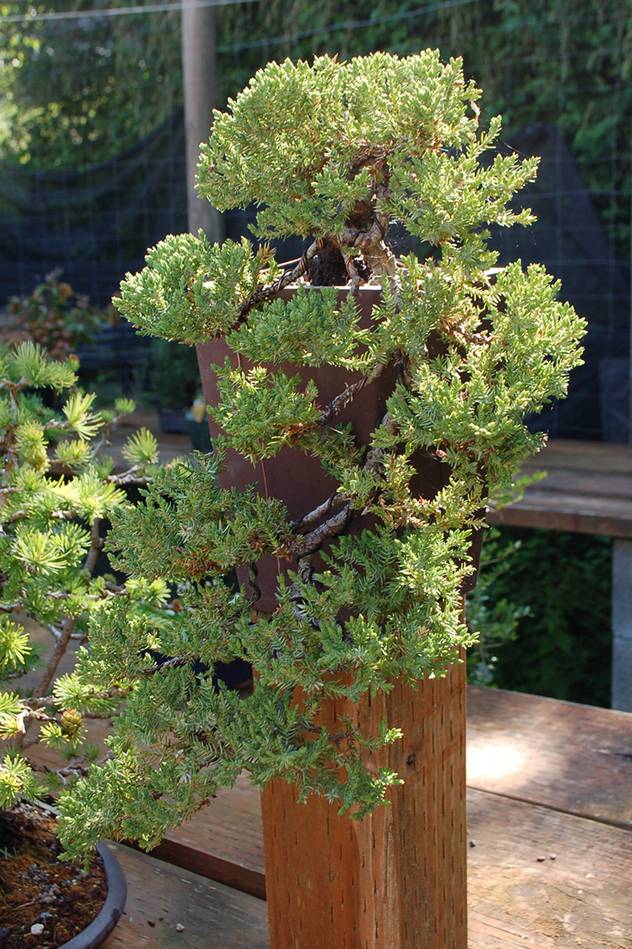 A common Juniper formed into a “cascade” that hangs down well below the pot it’s contained in. Sequim Gazette photo by Conor Dowley