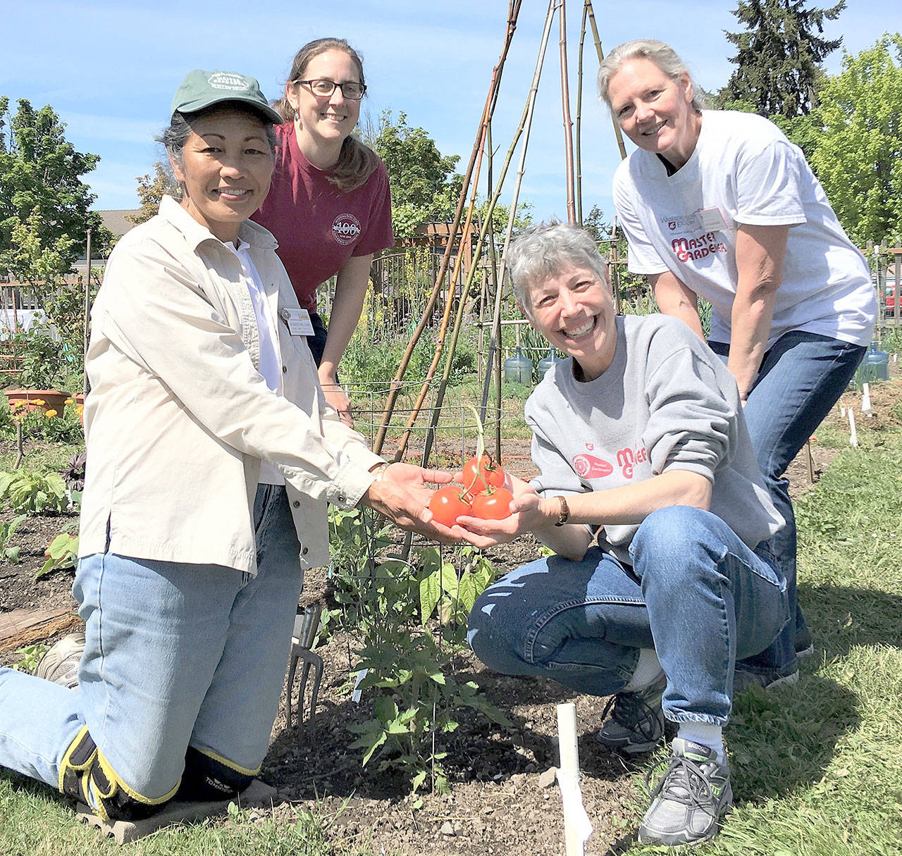 Veteran Clallam County Master Gardeners (from left Audreen Williams, Laurel Moulton, Jeanette Stehr-Green and Jan Bartron share tips on growing tomatoes in the Pacific Northwest at the Woodcock Demonstration Garden on June 15. Submitted photo