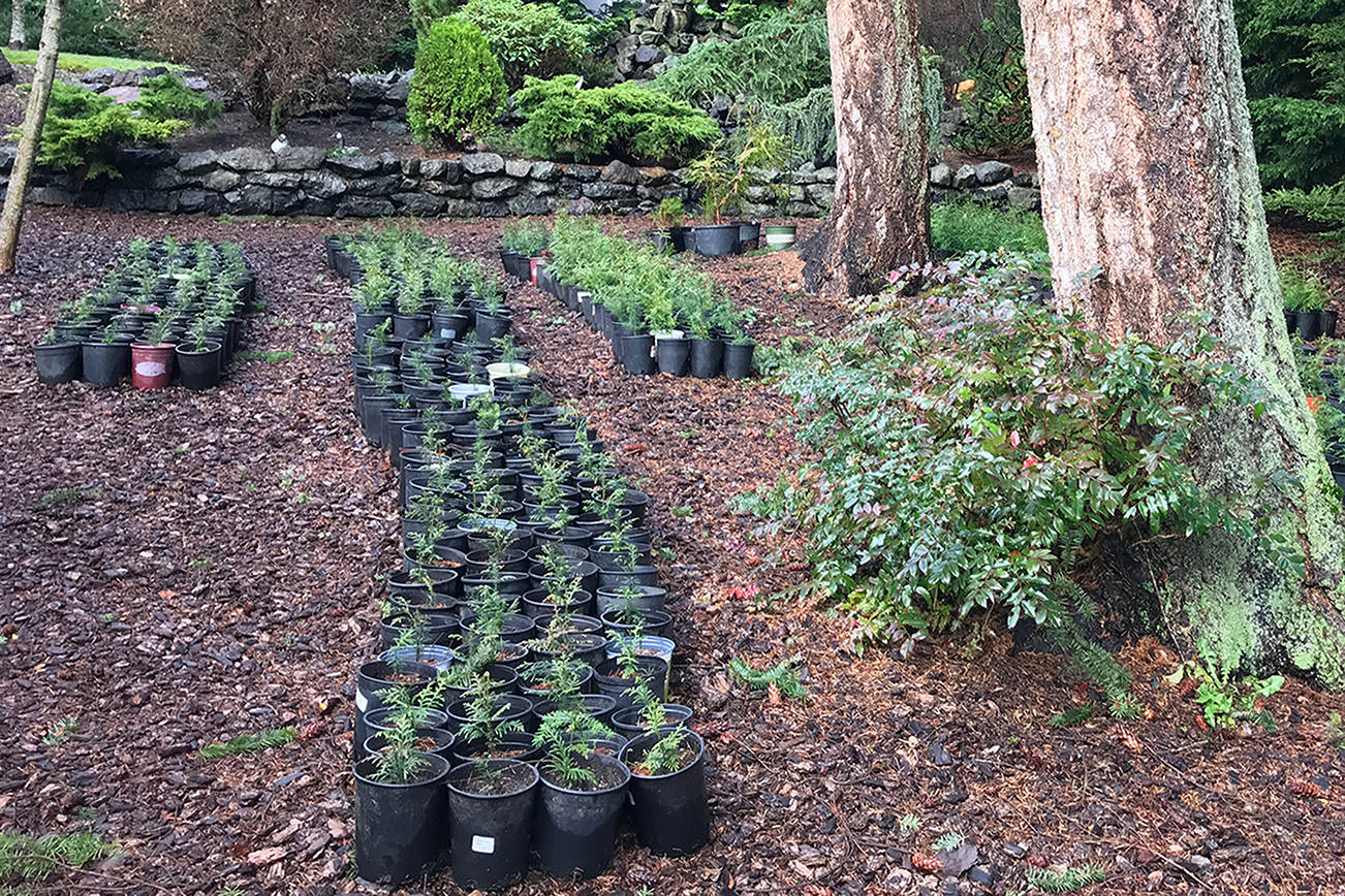 Here are some of the nearly 1,000 douglas fir, noble fir, cedar, and hemlock tree seedlings potted by the Busch family and donated to the Lower Elwha tribe for use in the Elwha Watershed Restoration project. Photo by Pam Busch