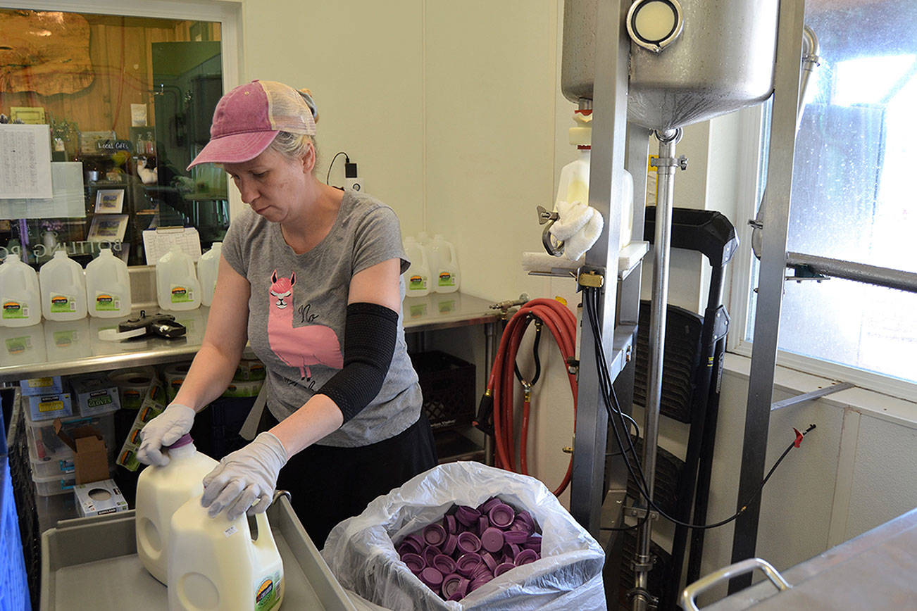 Rachel Moon with the Dungeness Valley Creamery bottles raw milk on June 10. A product sample found with E. coli in one milk sample was discovered on June 4 but a later sample was cleared. Creamery products weren’t on store shelves for about three days. Sequim Gazette photo by Matthew Nash