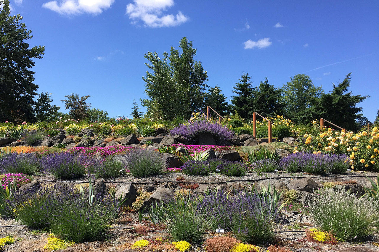 Lavender blooms at the Sequim Botanical Garden Terrace Garden on the north end of Carrie Blake Community Park. Photo by Renne Emiko Brock