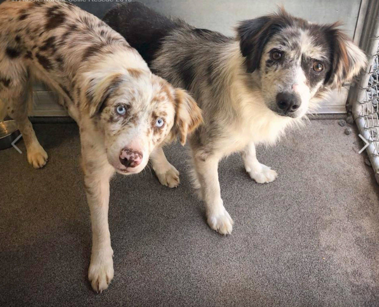 S’mores and Flurry, relative newcomers to the Olympic Peninsula Humane Society’s facility on Old Olympic Highway, are two Australian Shepherd-Border Collies rescued from an Agnew home in mid-May. Photo courtesy of Olympic Peninsula Humane Society