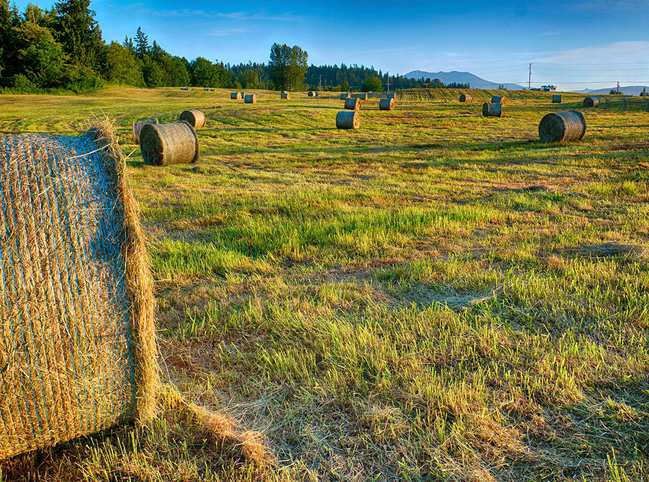 Contributor Bob Lampert captures this hay-harvesting early this week in Sequim.