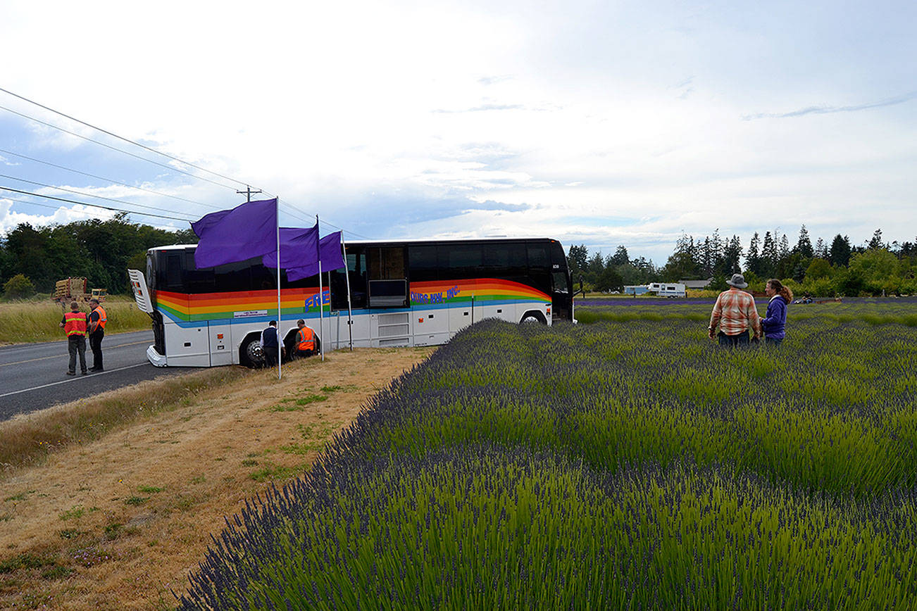 De-toured: Tourist bus stuck at lavender farm