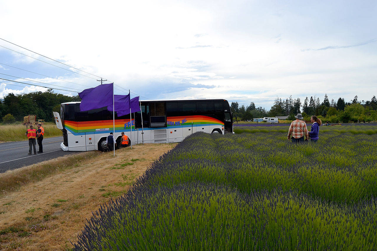 A tour bus awaits a tow truck on June 26 after it became stuck for about two hours in the driveway and in Old Olympic Highway entering the B&B Family Farm. Despite the hiccup, many passengers said they enjoyed their stay in Sequim. Sequim Gazette photo by Matthew Nash