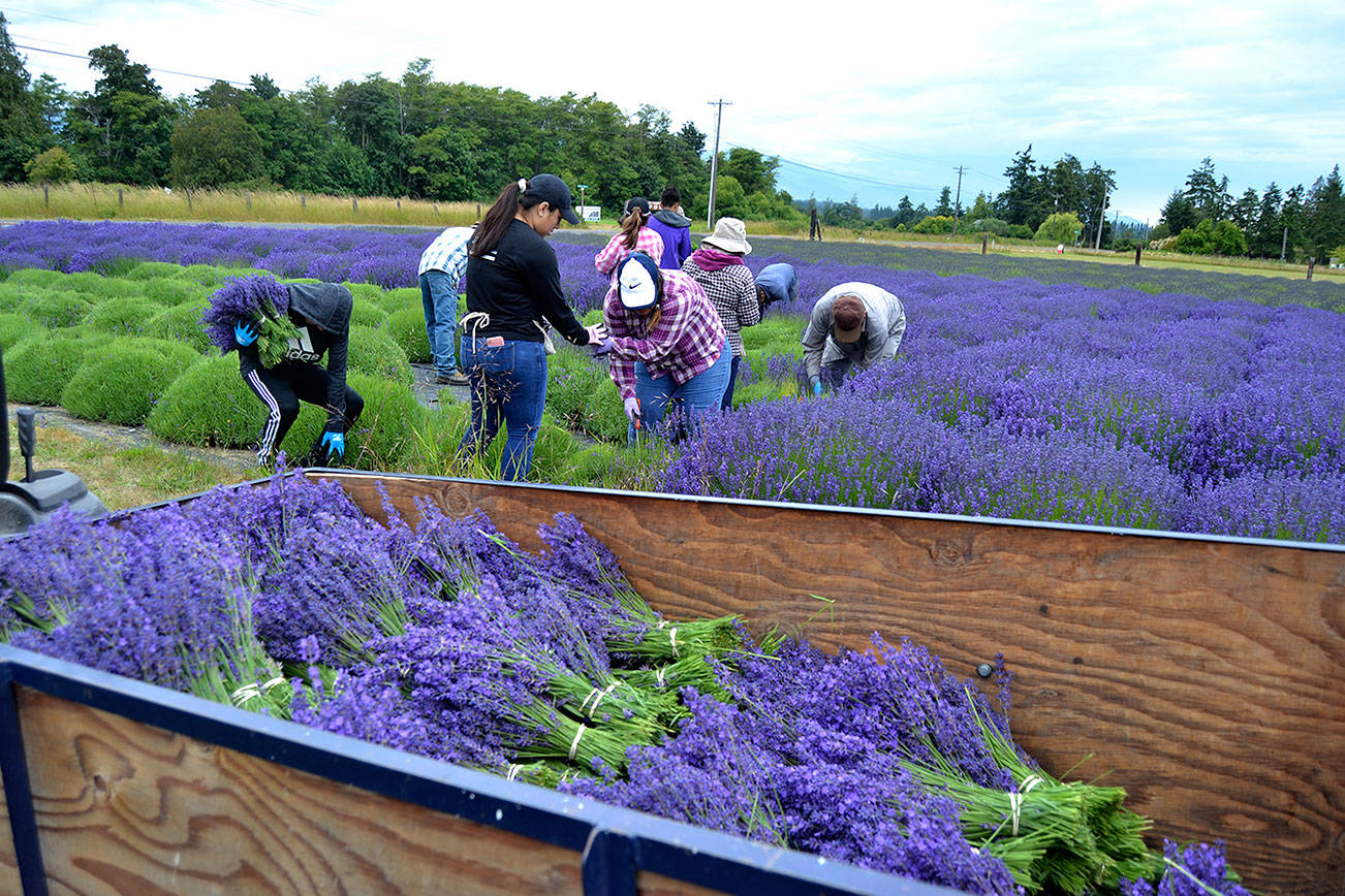 First cut of the season: Lavender harvest begins in Sequim