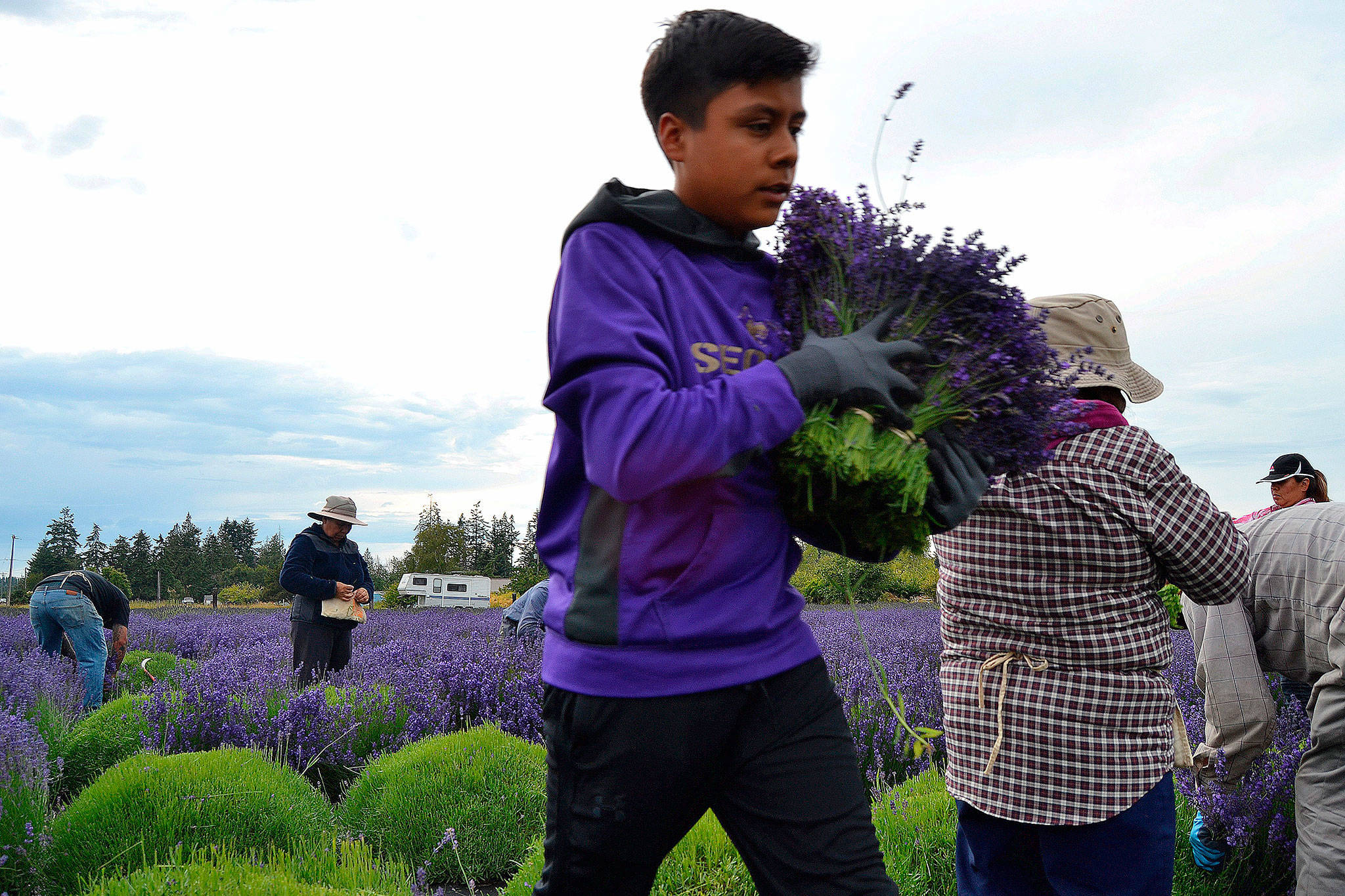 Abraham Torres carries an armful of bundles on June 26 at the B&B Family Farm where he and his family members harvest lavender and hang it in the farm’s barn.